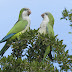 Quaker Parrot Lifespan: How Long Do Quaker Parrots Live?