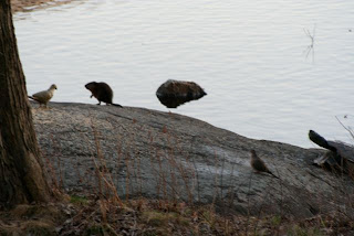 muskrat and dove