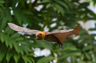 An evolutionist will be stumped as to how bat wings supposedly evolved, especially since bats are unchanged in the fossil record. They are designed.