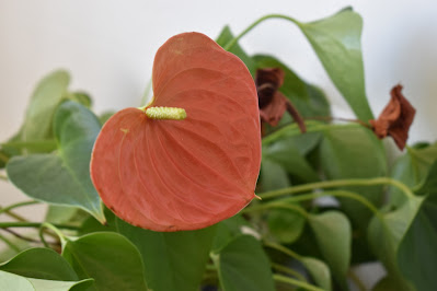 Flamingo flower