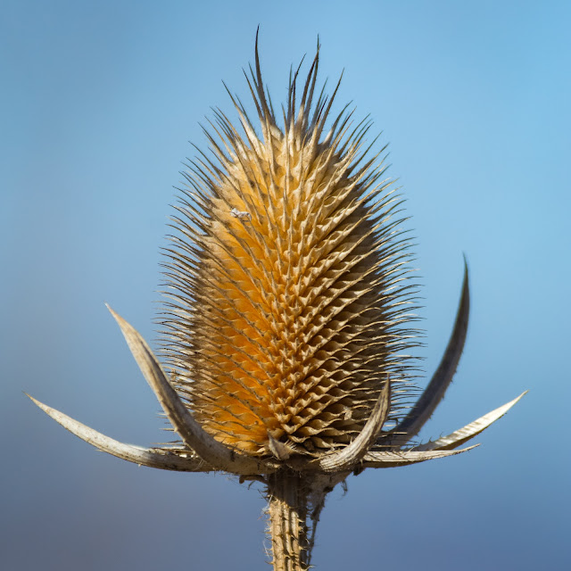 Dead Plant, Standley Lake