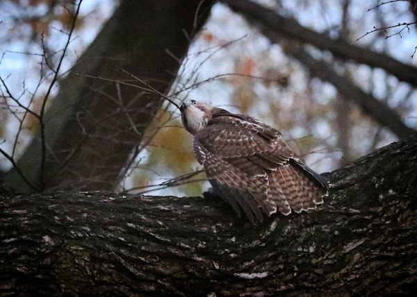 Immature red-tailed hawk perched in a tree with tail fanned.