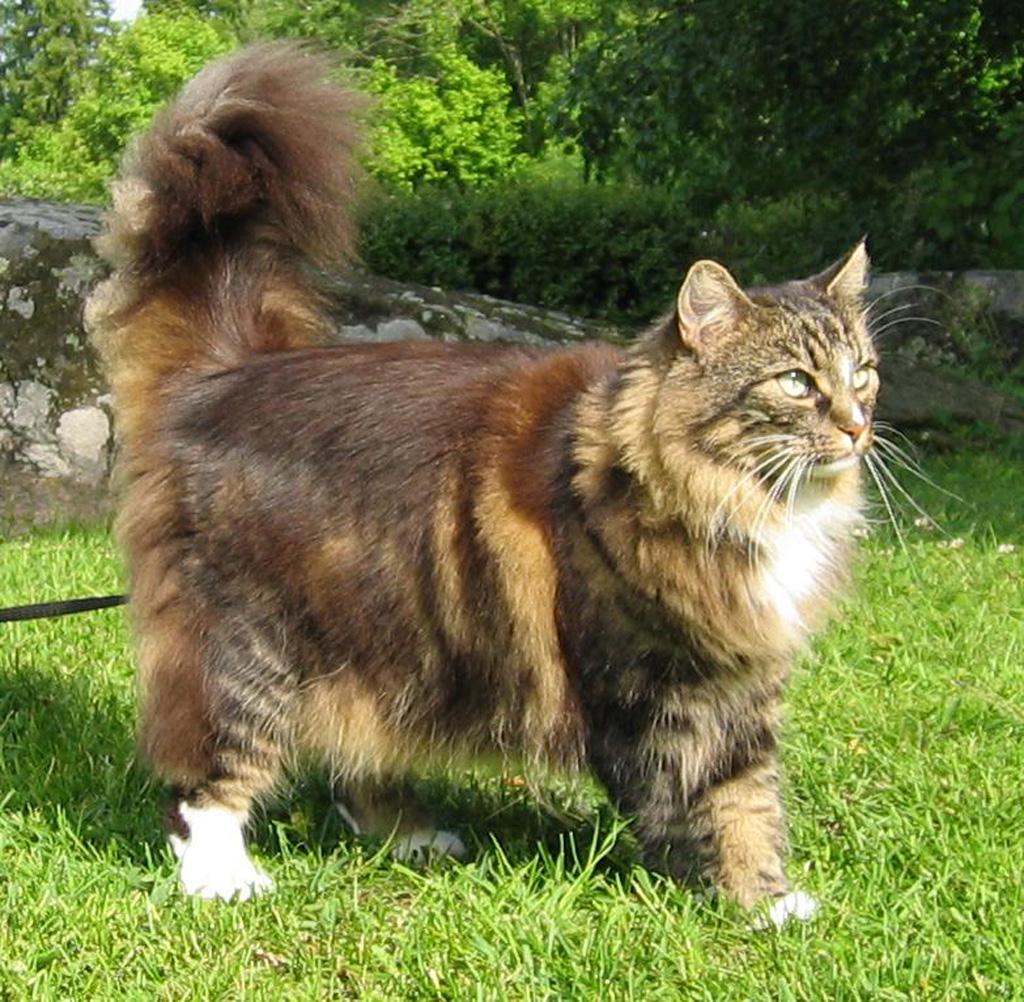 Pristi Kurnia Dewi •: Sejarah Norwegian Forest Cat