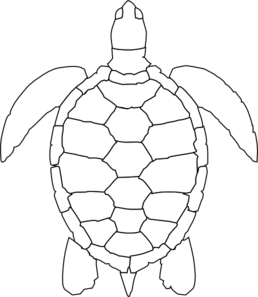 turtle color in sheet