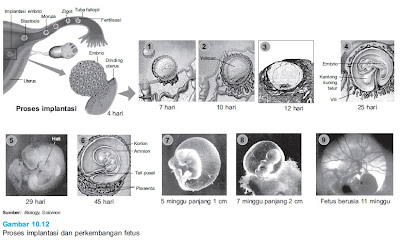 Proses implantasi dan perkembangan fetus