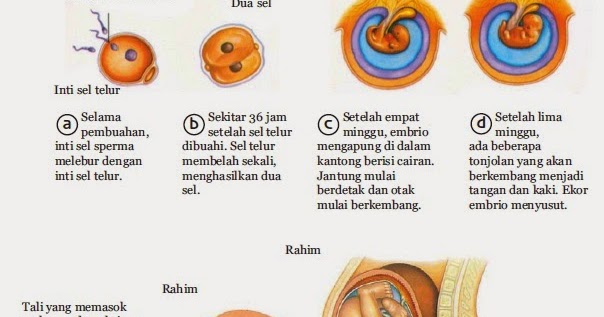 Jelaskan Urutan Pertumbuhan dan Perkembangan Manusia di 