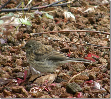 Fledgling Junco