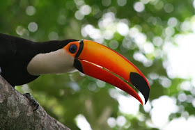 toco toucan