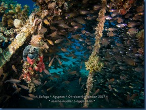 2017.11.02 Ducks Diving Safaga 0022