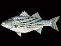 Striped Bass Fish Pictures