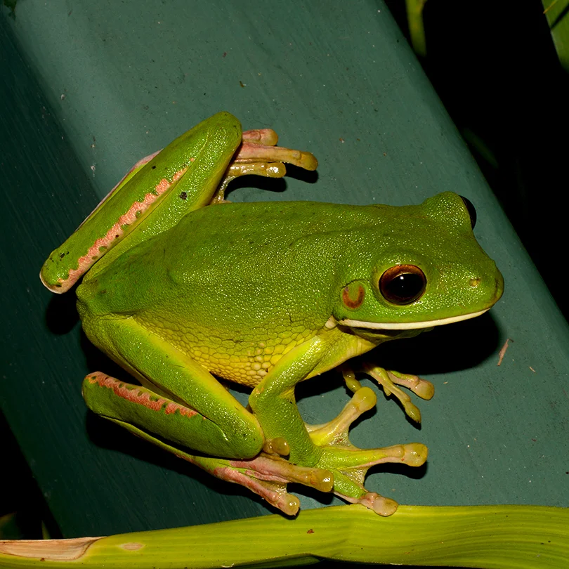 White-lipped tree frog