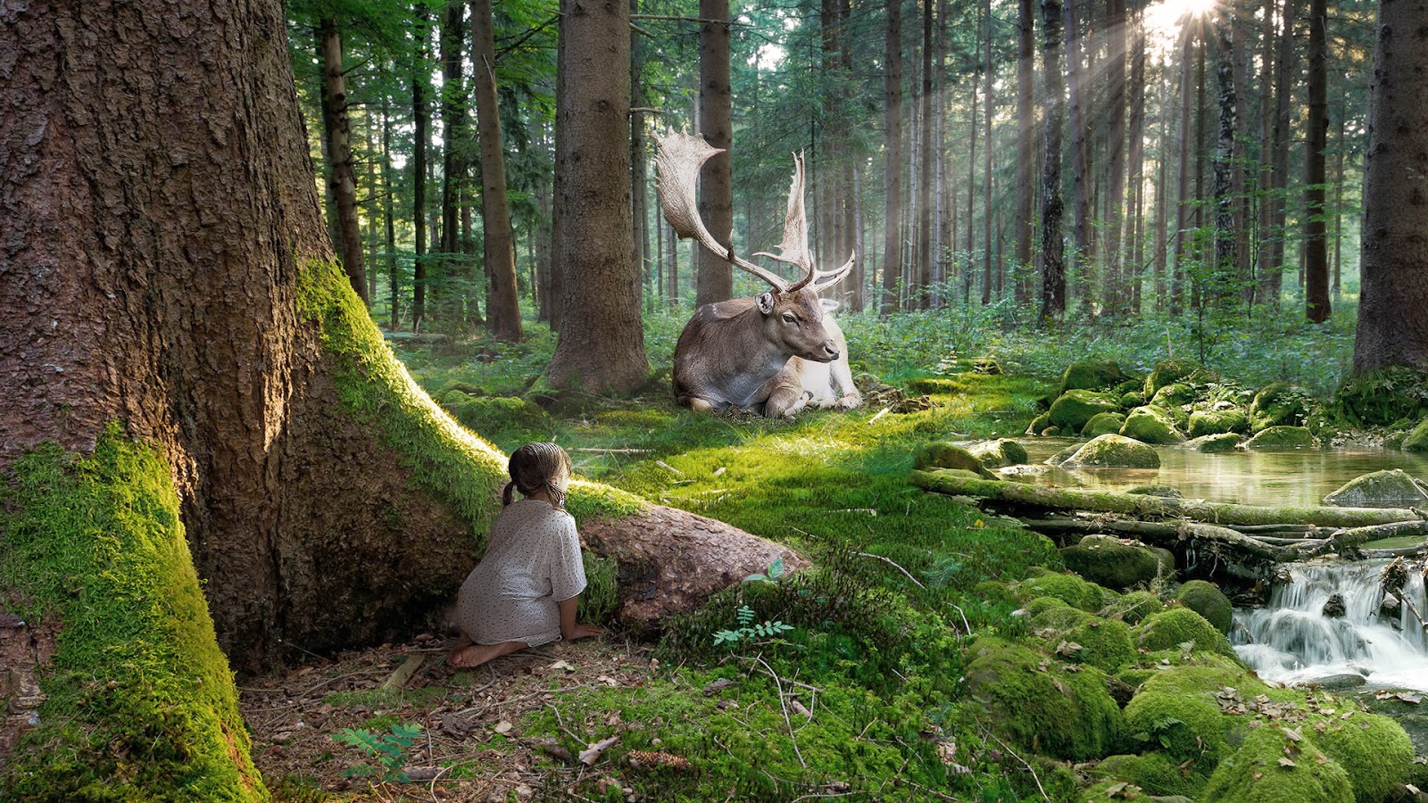 pemandangan alam hutan | Foto Dunia Alam Semesta INDONESIA