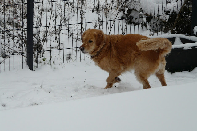 Golden Retriever beim Spielen im Schnee