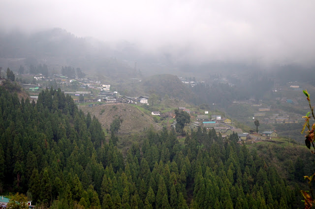 Coniferous Trees, East Sikkim