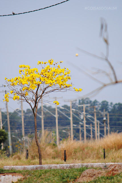 parque tecnológico de uberaba, #diversidadedoparque, joao fabio sommerfeld, Uberaba