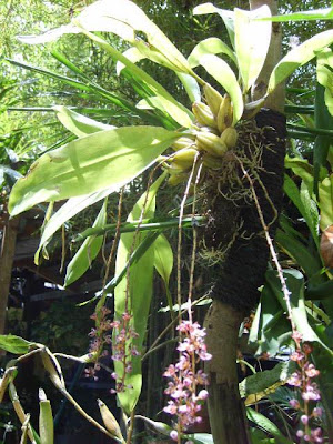 ORCHIDS OF BORNEO INDONESIA TAMAN BUNGA  TROPIS