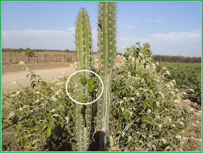 cacto/cardeiro ou mandacaru