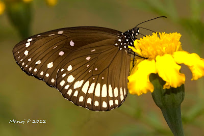 Common Indian Crow Butterfly