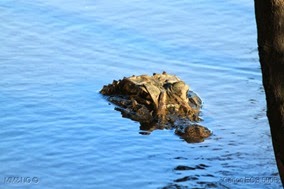 IMG_8263