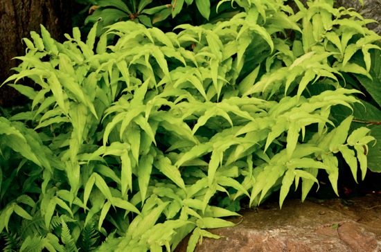 Toad lily foliage