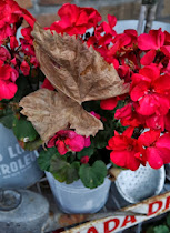 Geraniums