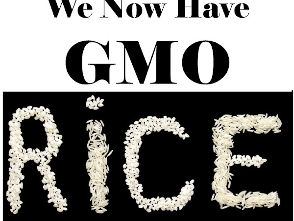 We Now Have GMO Rice