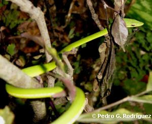 Culebra de hocico agudo Uromacer oxyrhynchus