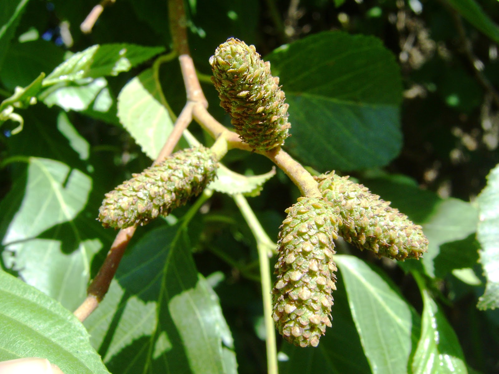 LISTA SEMILLAS DISPONIBLES | SEMILLAS PLANTAS MEDICINALES Y AROMATICAS