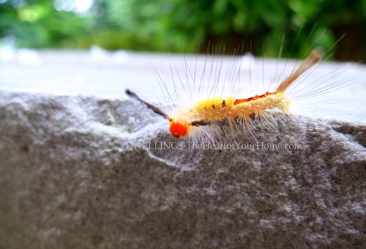 Tussock Moth Caterpillar 4