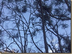 IMG01101-20101121-1855