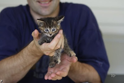 cutest kittens Seen On www.coolpicturegallery.net