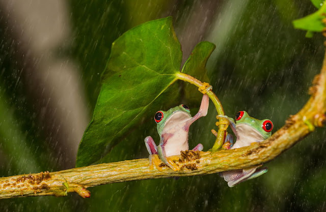 Animals With Natural Umbrellas. Creatures + rain = umbrella