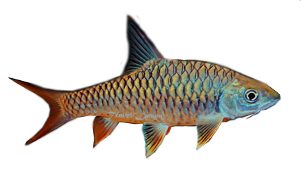 Ikan Semah