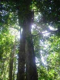  FLORA  INDONESIA Botanical Survival RASAMALA Altingia 