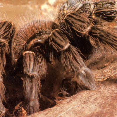 Tarantula Wallpapers