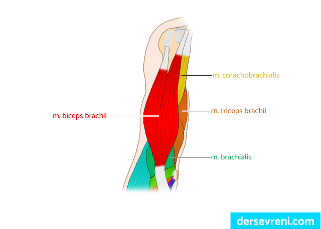 m. biceps brachii (pazu kası) m. coracobrachialis  m. brachialis m. triceps brachii