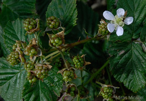 _DSC0189f