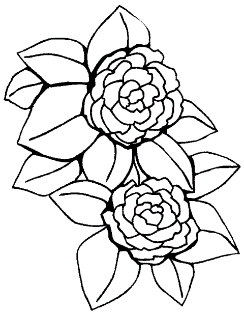 Pictures Of Flowers Coloring Pages