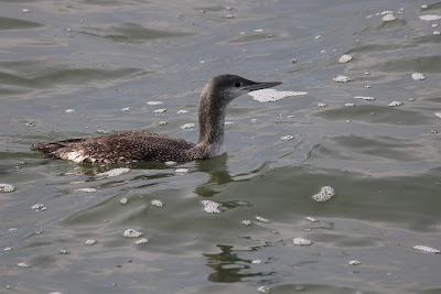 Lytse Seedûker - Roodkeelduiker - Gavia stellata