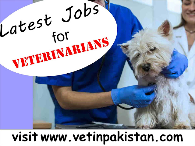 Latest veterinary jobs in Pakistan | Jobs for DVM