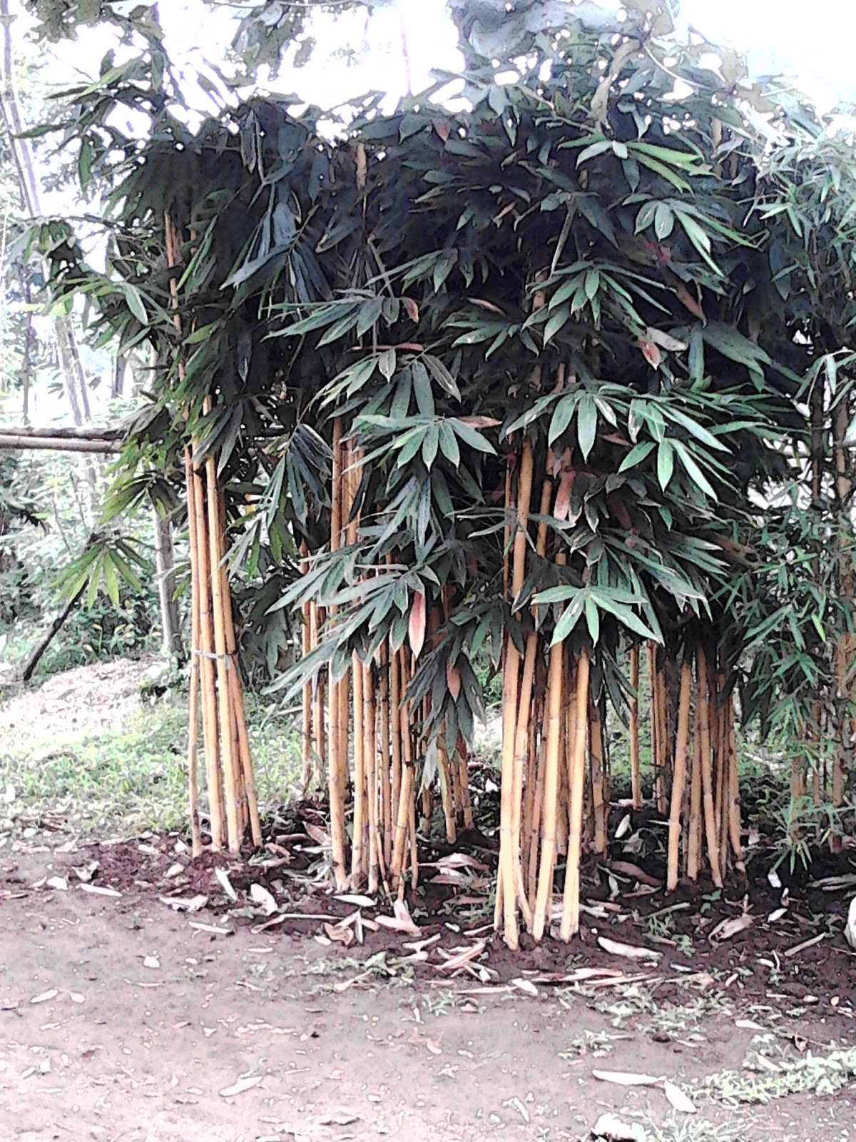 Jual Pohon Bambu Kuning | Jual pohon pelindung | jual pohon pagar