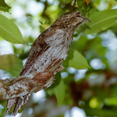 potoos birds