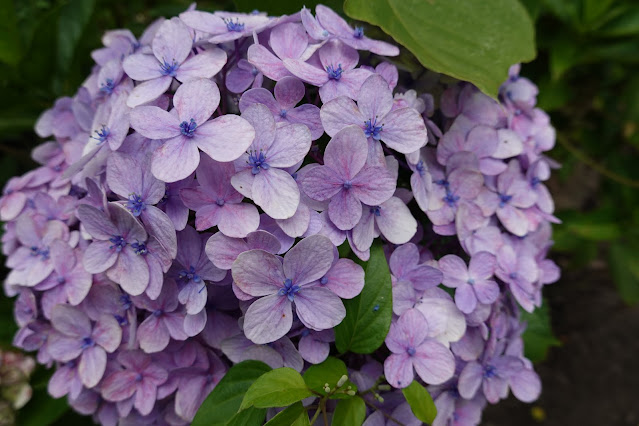 鳥取県西伯郡南部町能竹　南部町カントリーパーク　アジサイ（紫陽花）