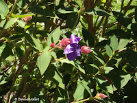 Princess flowers - Wellington Botanic Garden, New Zealand