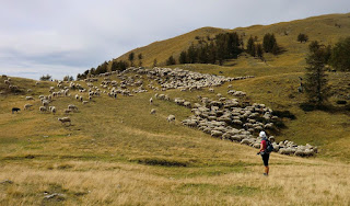 Sheep flock on the way to Cime du Pisset