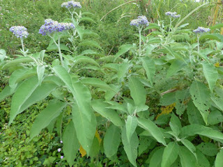 Solanum mauritianum - Bringellier marron