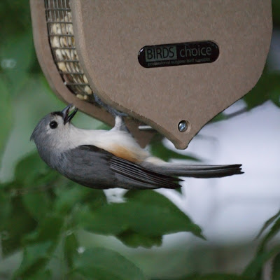 titmouse 