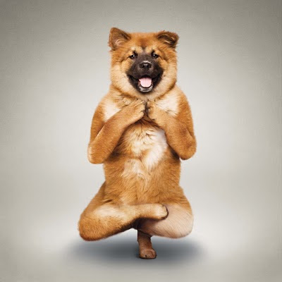 Gambar Lucu Anjing Gaya Yoga