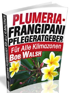 Plumeria Pflege