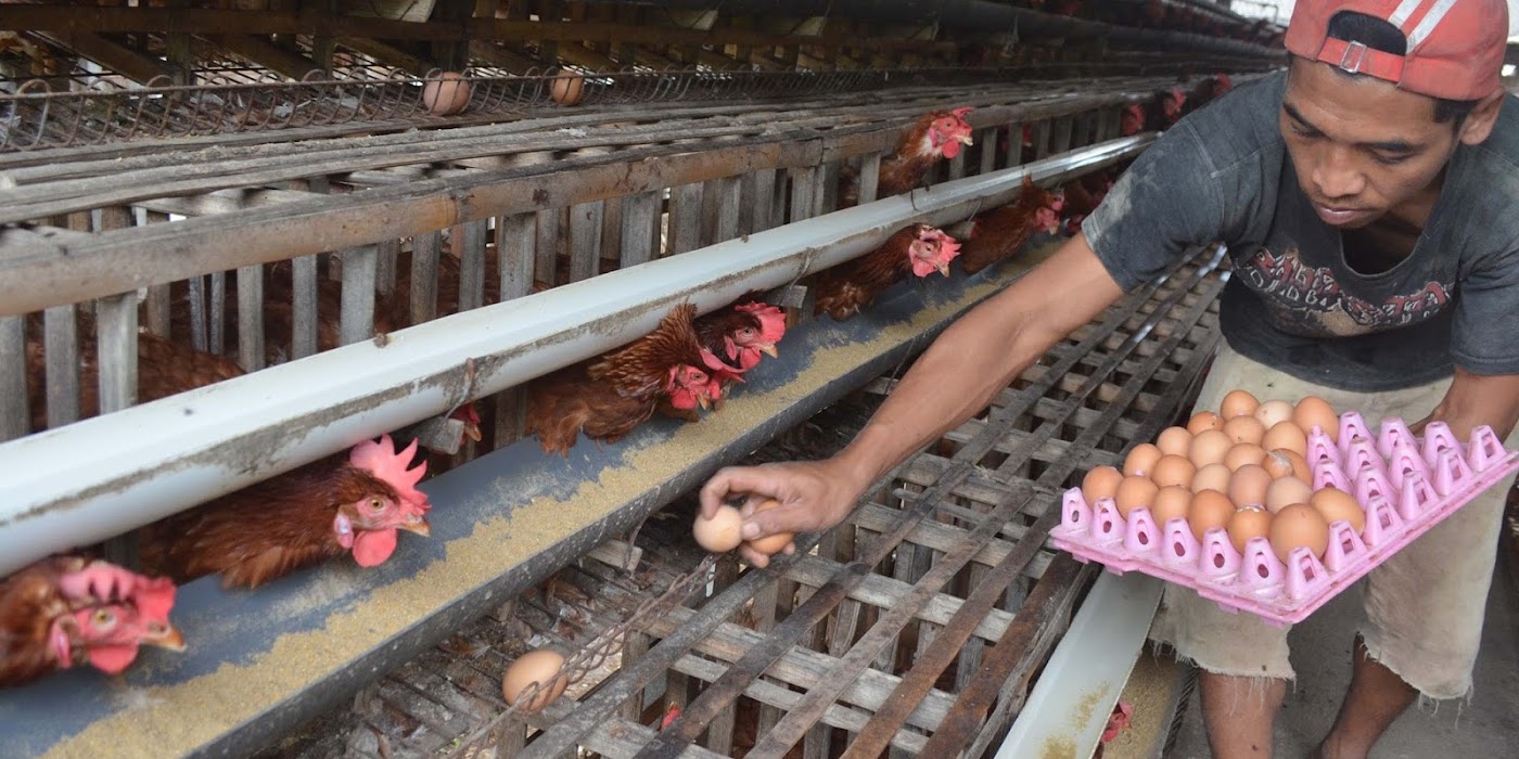 Perkiraan Modal Dan Keuntungan Usaha Ternak Ayam Petelur